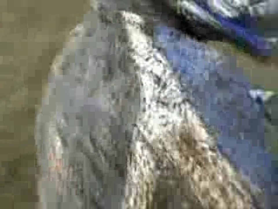 Le fumier