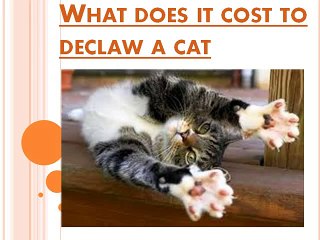 What does it cost to declaw a cat