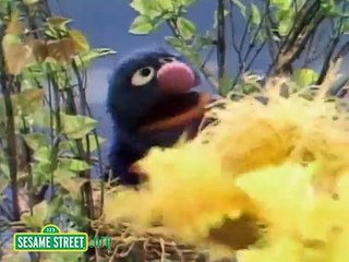Sesame Street: Grover Finds A Bird's Nest
