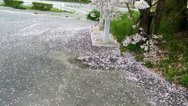 Snowing Flower Petals in Japan~