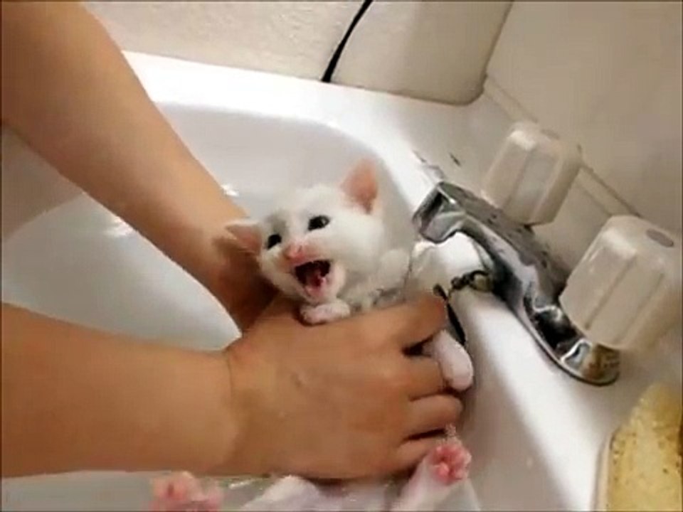 子猫　初めてのお風呂　いやにゃー！いやにゃー！