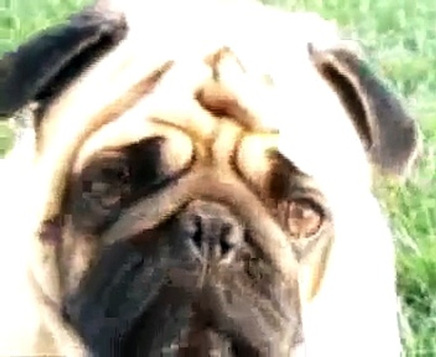 My Sad Lonely Pug