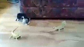 Cat Fighting With Lizard