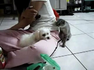 Funny Cat Hits the Dog