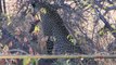 Leopard with a Impala in Marula tree HD - South Africa Travel Channel 24 - Wildlife
