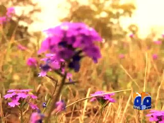 Spring Flowers -14 Apr 2015