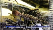 Trois nouvelles espèces de lézards découvertes en Equateur