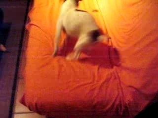 youki en delire jack russel