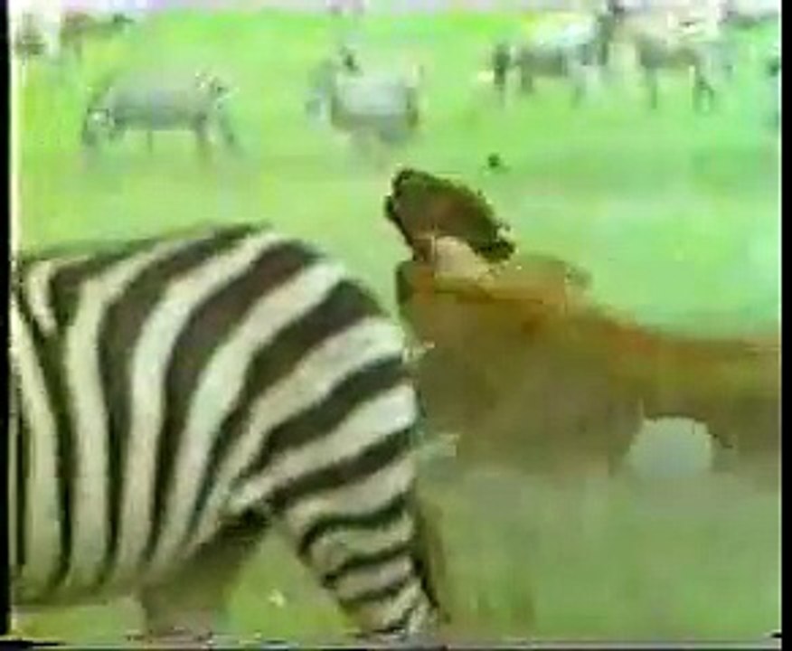 Lion vs. Bull