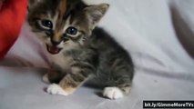 Funny Animal Moments - Cute kittens, cats compilation