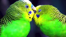 Natuur - nature - how great is our God