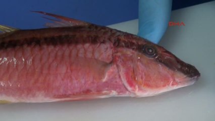 İskenderun Körfezi'nde İki Yeni Balık Türü: Barbun ve Kardinal