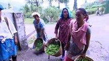 La miseria de los cosechadores de té en la India | Global 3000