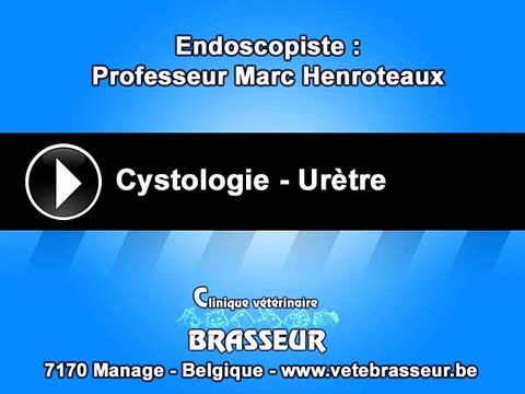 Cystologie - Urètre - Clinique vétérinaire Brasseur