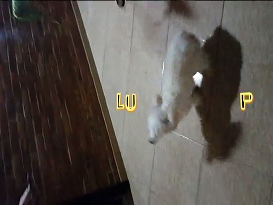 Lupi caniche saltando l Funny dog Jumping