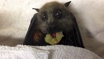 So cute, une chauve-souris qui mange du raisin