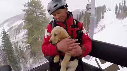 Ce bébé labrador est un Futur chien d'avalanche