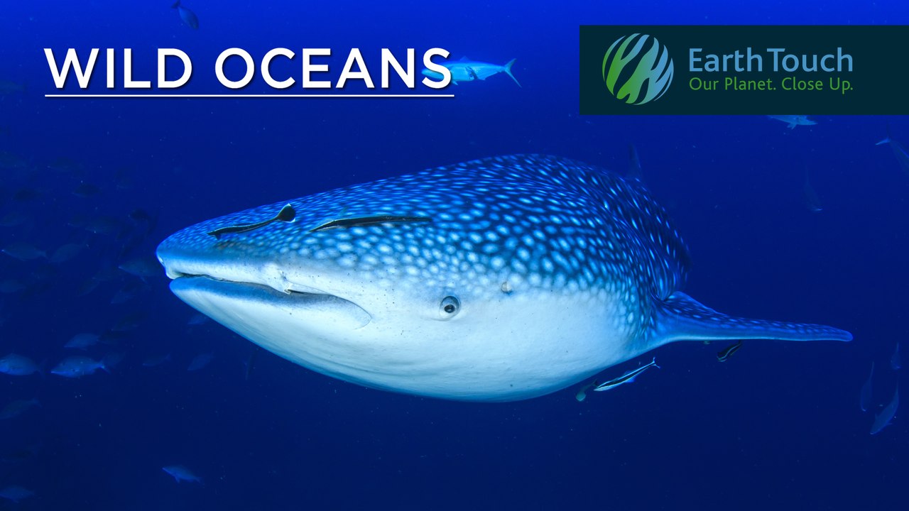 Close encounters of the giant kind: diving with a whale shark