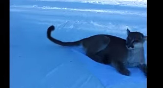 Terrified Skiers Appear to Encounter Giant Mountain Lion on Slopes