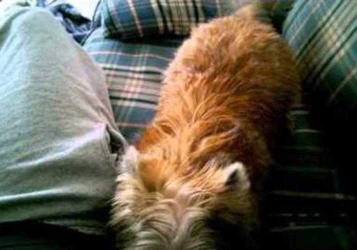 Polite Cairn Terrier Doesn't Want to Hear Fart Noises