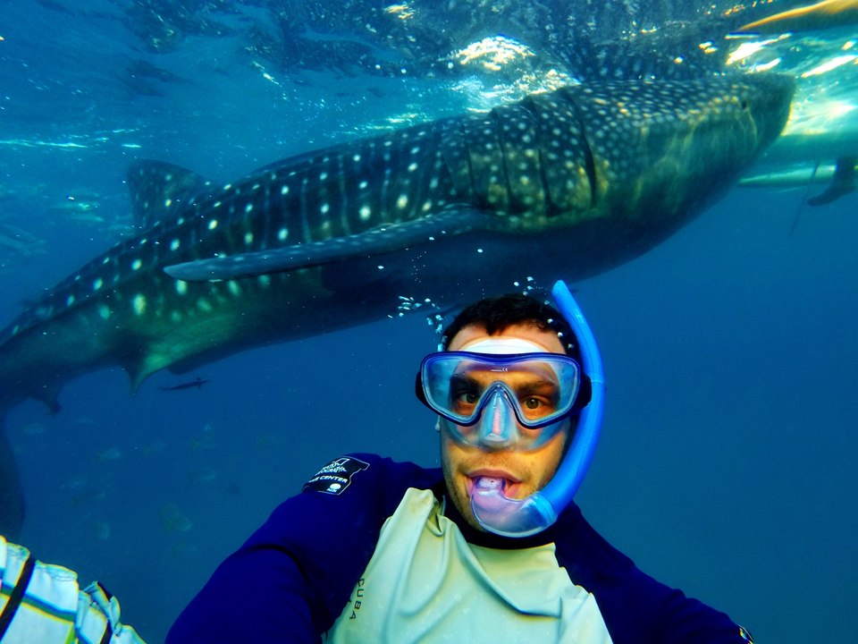 Diver Gets Up Close and Personal With a Whale Shark