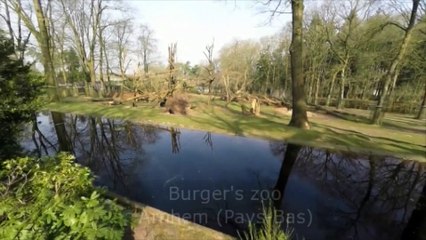 Un chimpanzé règle son compte à un drone trop énervant