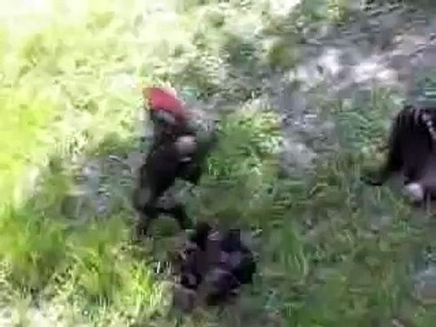 Monkeys Fighting Over Toy