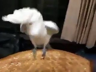 Parrot Dancing Gangnam Style