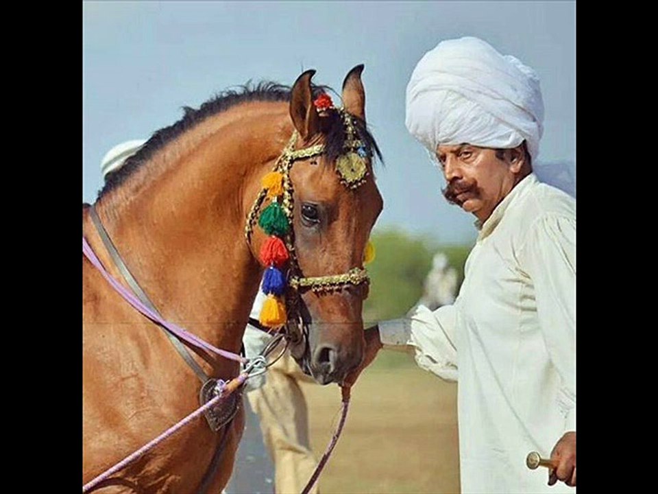 Horses ki vaccination /Hafazti T K by Dr.Ashraf Sahibzada