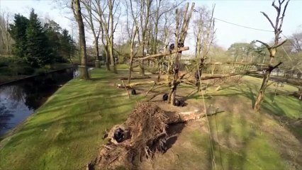 Un chimpanzé règle son compte à un drone trop énervant
