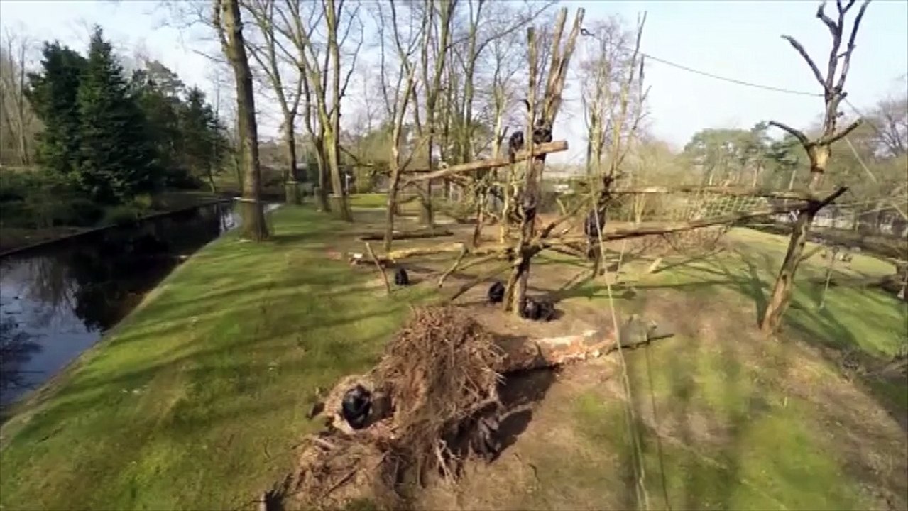 Un chimpanzé règle son compte à un drone trop énervant