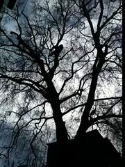 Tree surgeon in Brentwood carrying out some tree surgery