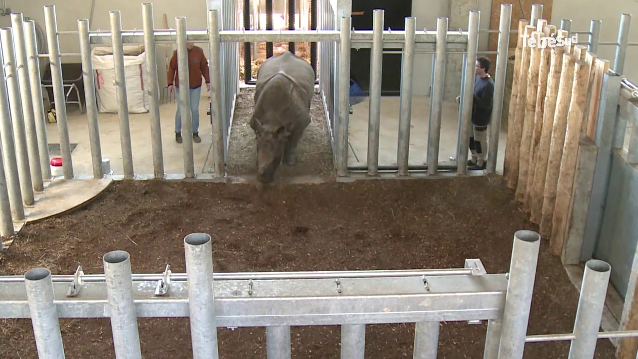 Morbihan. Maya, rhinocéros indien, rejoint le parc de Branféré