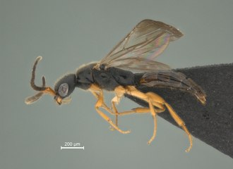 Microvespas catalogadas na Ufes podem ser alternativa aos agrotóxicos no combate a pragas