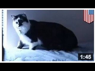 Un chat géant s'en prend à ses maîtres et leur bébé