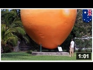 Des voleurs auraient dérobés une mangue de sept tonnes et 30 mètres