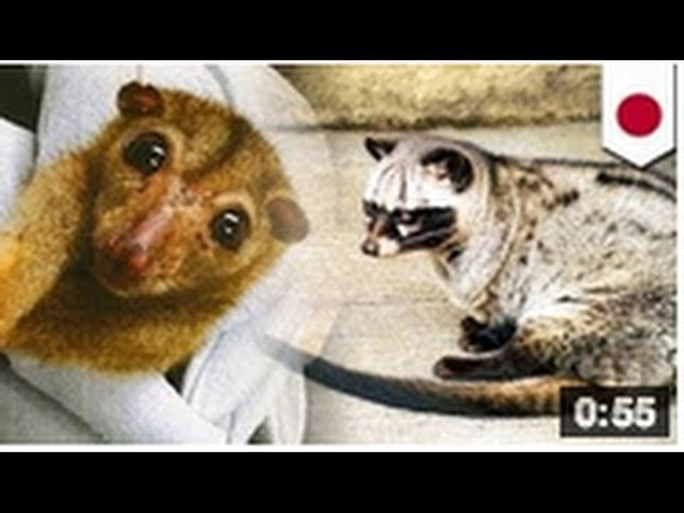 Japon: trafic d'animaux en voie de disparition