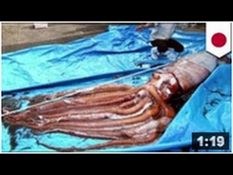 Calmar géant: 8 milles lieues sous les mers