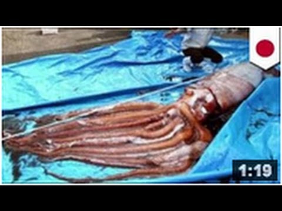 Calmar géant: 8 milles lieues sous les mers