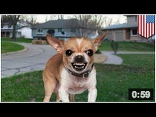 Une ville envahie par des Chihuahuas errants