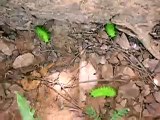 Caterpillars!