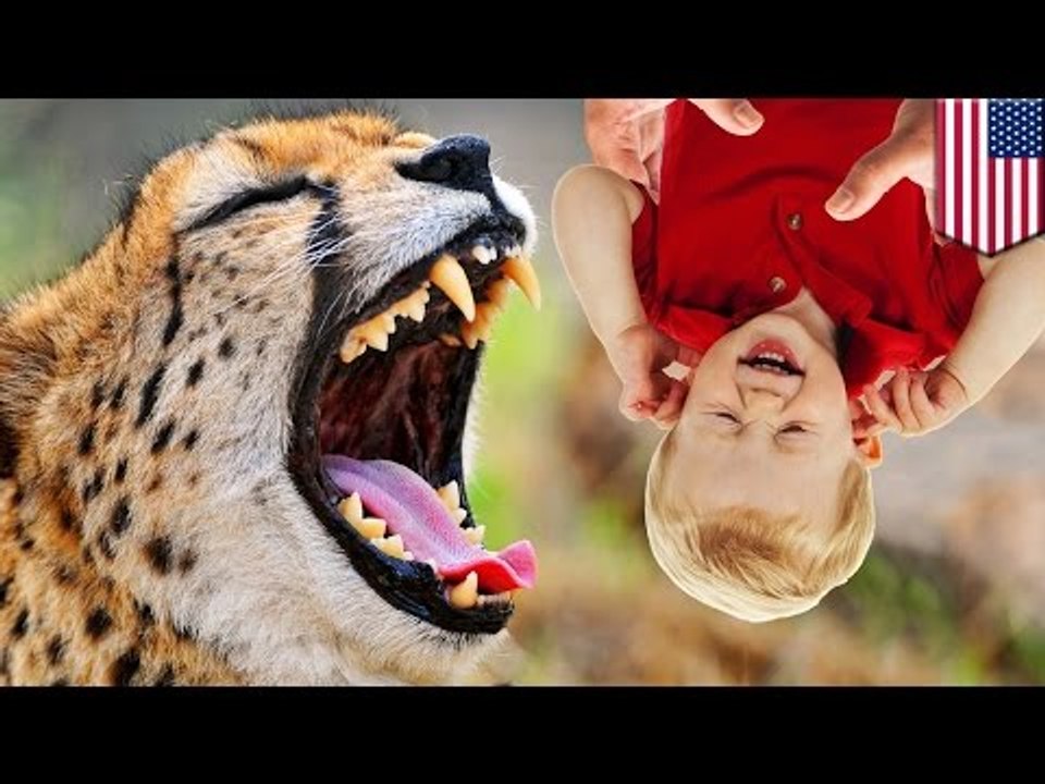 Wypadek w zoo: rodzice upuszczają dziecko do wy...