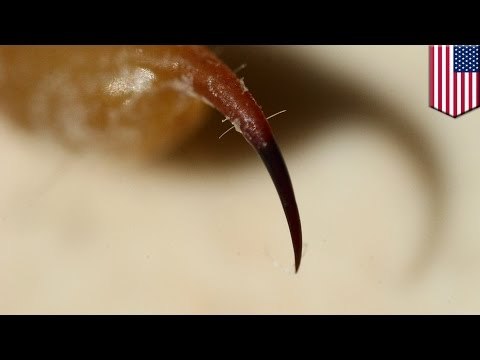 Kobieta ugryziona przez skorpiona na pokładzie samolotu