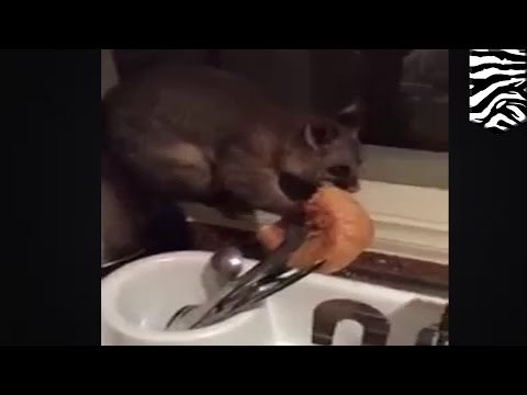 Opos zajada się chlebem i nie chce opuścić kuchni