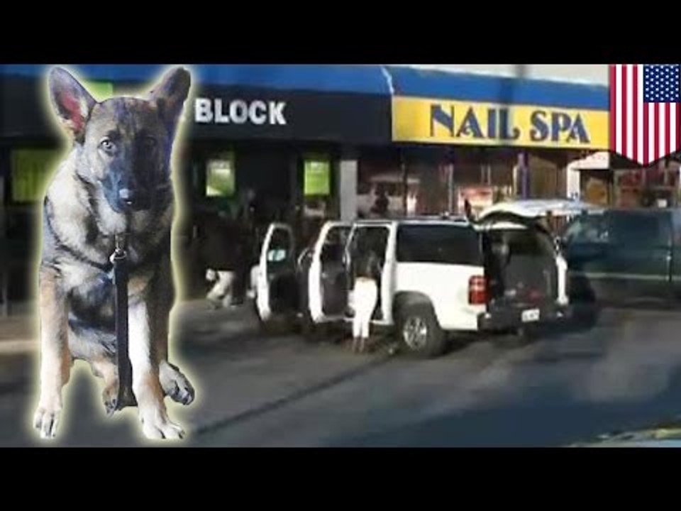 Pies bohater ratuje rodzinę podczas strzelaniny