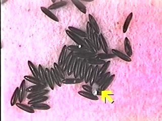 Life-Cycle of the Treehole Mosquito (Aedes sierrensis)