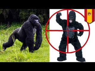 Lalaking naka-gorilla costume, binaril ng tranquilizer ng beterinaryo sa isang zoo sa Spain!