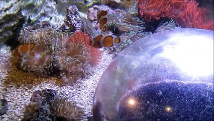 seaquarium LA VISITE