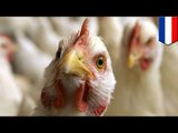 オランダの養鶏場でH5N8型鳥インフルエンザ検出