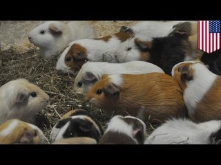 モルモット数十匹を棄てた女